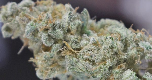 Headwreck Cannabis Strain